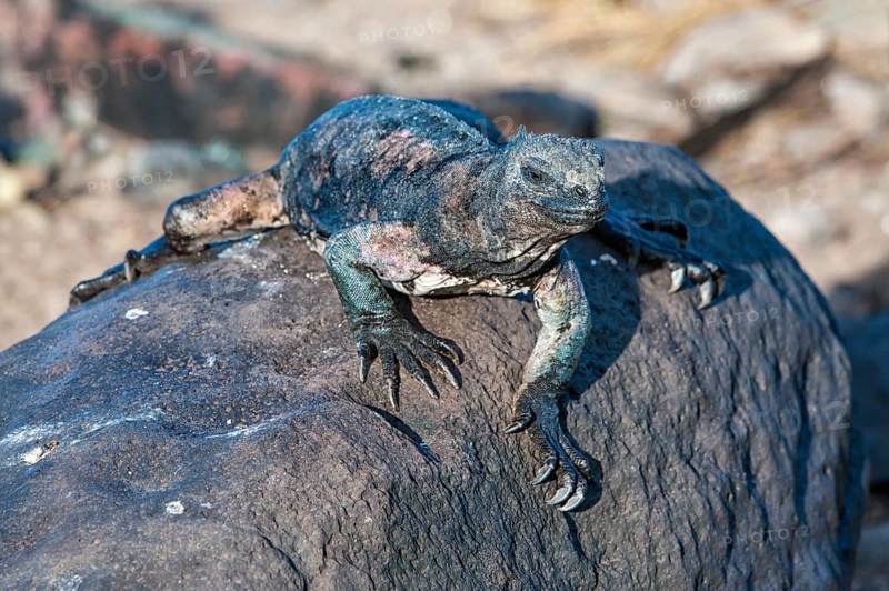 Sea Iguana or Galapagos Marine Iguana (Amblyrhynchus cristatus hassi)