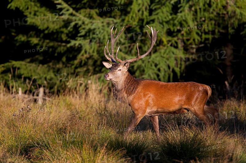 Red Deer (Cervus elaphus)