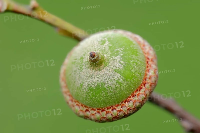 Northern Red Oak (Quercus rubra)