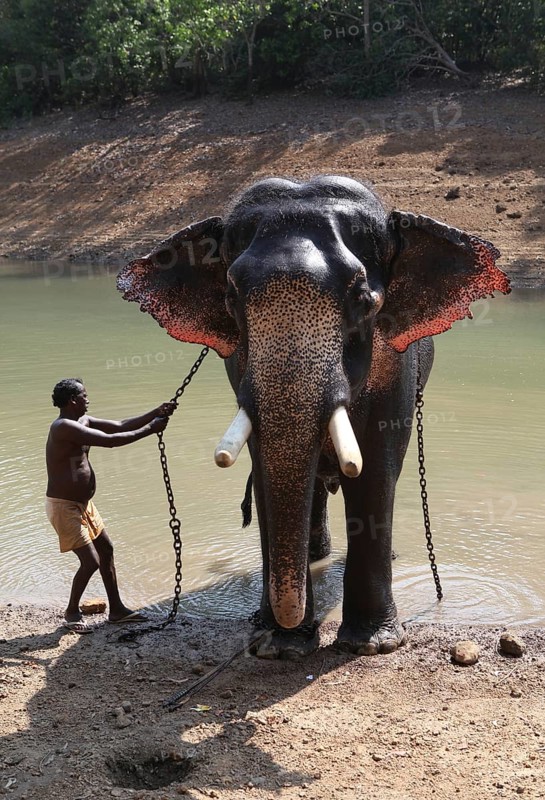 Mahout cleaning an Asian Elephant (Elephas maximus)
