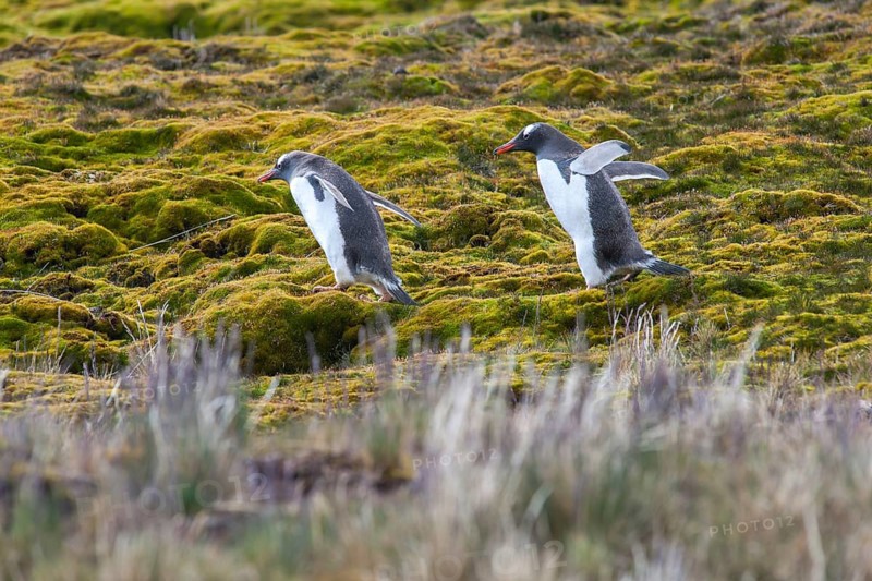 Gentoo Penguins (Pygoscelis papua)