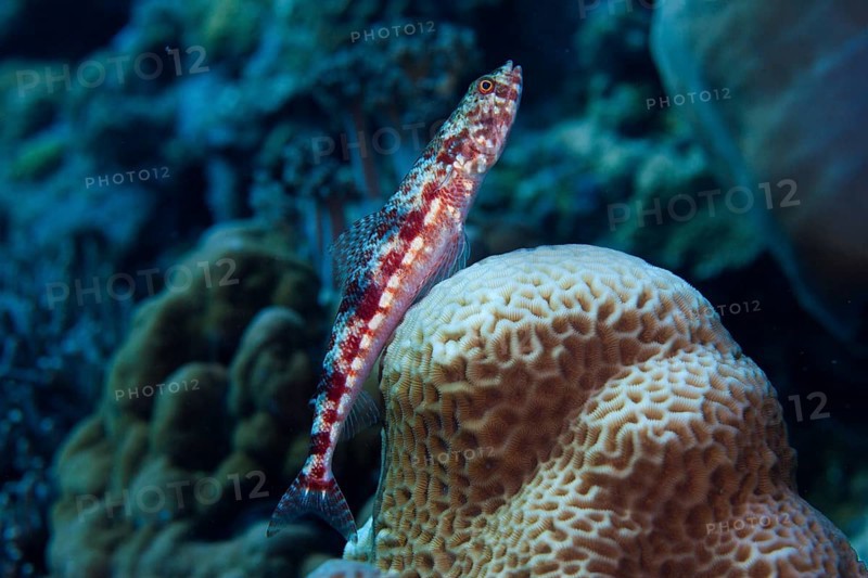 Variegated Lizardfish or Common LIzardfish (Synod variegatus)