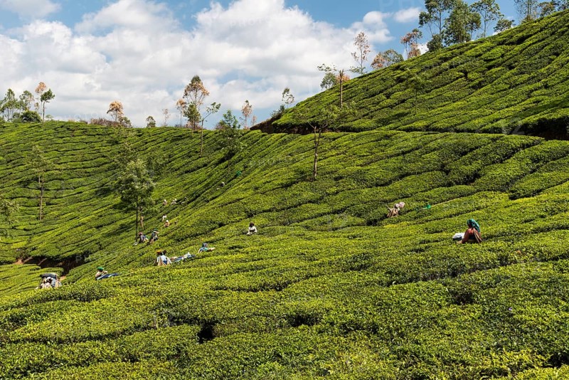 Tea pluckers in the tea fields