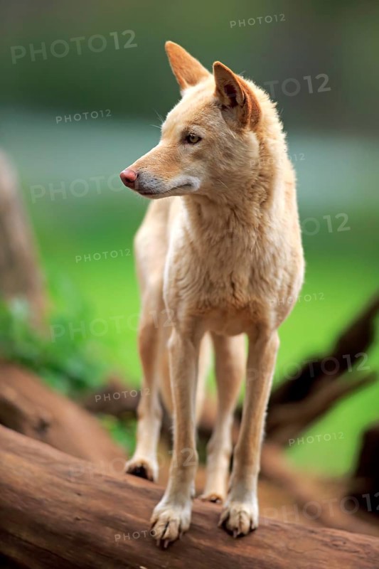 Dingo (Canis familiaris dingo)