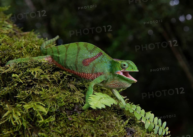 Chameleon (Furcifer timoni)