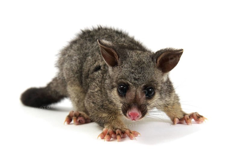 Common Brushtail Possum (Trichosurus vulpecula)