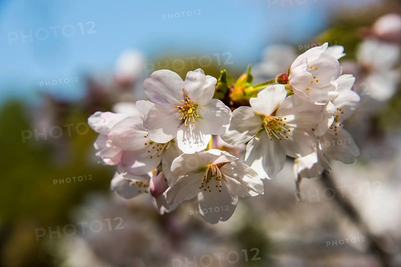 Cherry blossom
