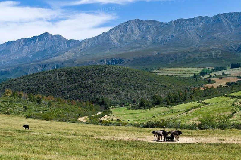 Commercial ostrich farm