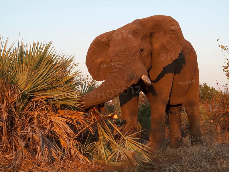 African Elephant (Loxodonta africana) feeding on Ilala Palms (Hyphaene coriacea)