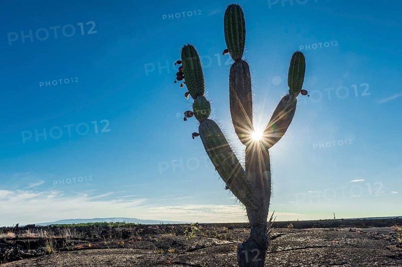 Candelabra Cactus (Jasminocereus thouarsii) in the volcanic landscape of Punta Morena