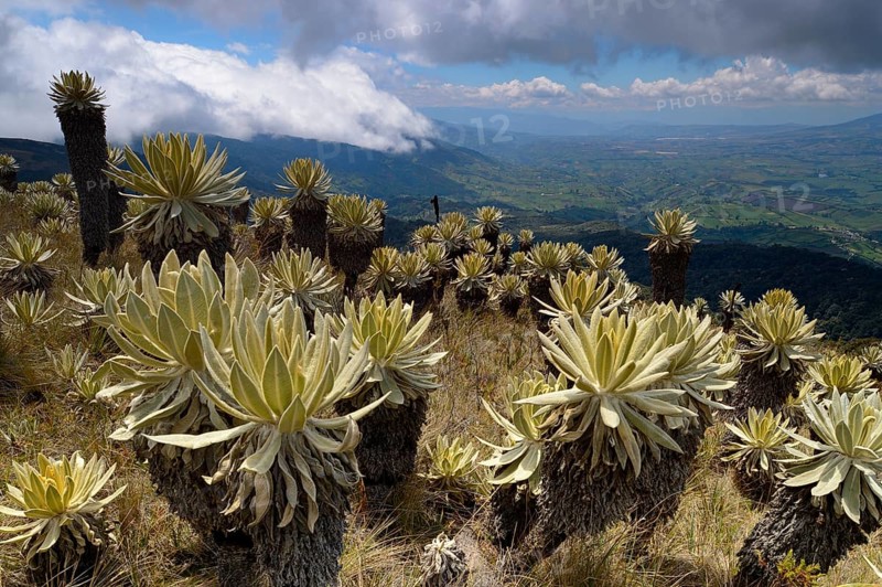 Frailejon or Fraylejon (Espeletia pycnophylla) plants in the paramo landscape
