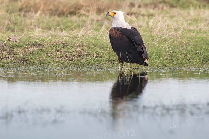 African Fish Eagle (Haliaeetus vocifer)