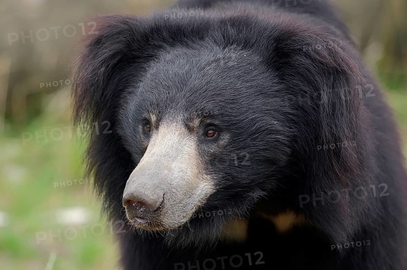 Sloth Bear (Melursus ursinus