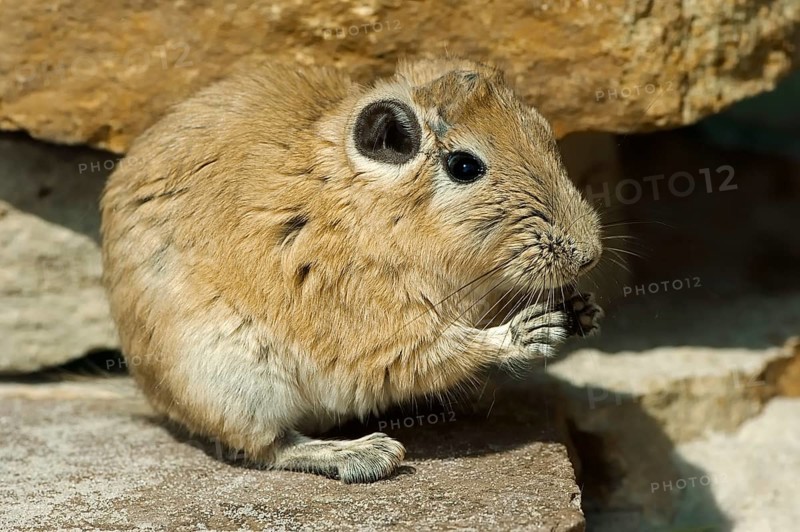 Common Gundi (Ctenodactylus gundi)