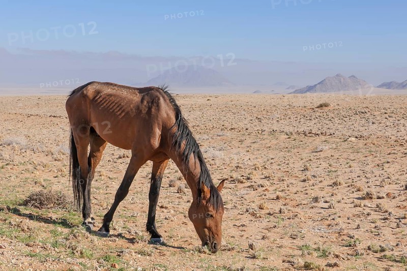 Wild horse in the Namib Desert