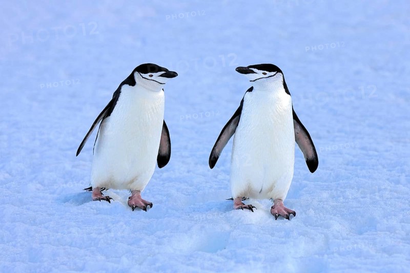 Chinstrap penguins (Pygoscelis antarctica) pair