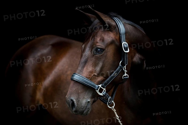 Brown trotter mare wearing a leather halter