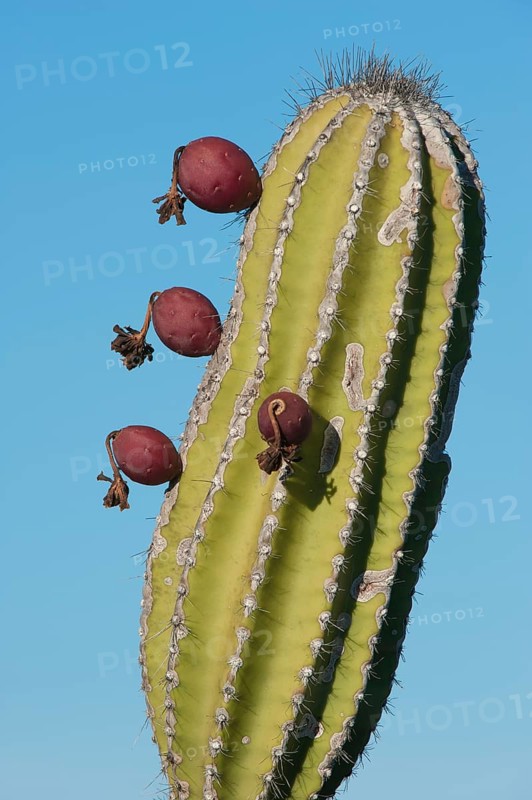 Candelabra Cactus (Jasminocereus thouarsii)