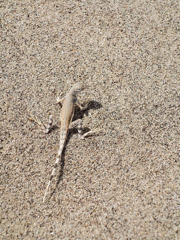 Zebra-tailed lizard (Callisaurus draconoides)
