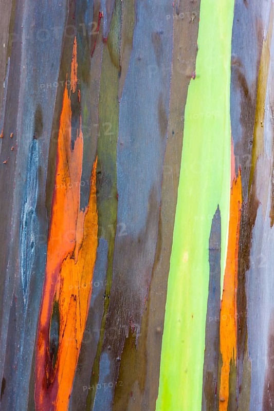 Coloured bark of a Eucalyptus Tree (Eucalyptus sp.)