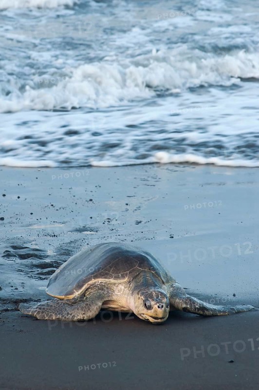 Olive Ridley Sea Turtle (Lepidochelys olivacea)