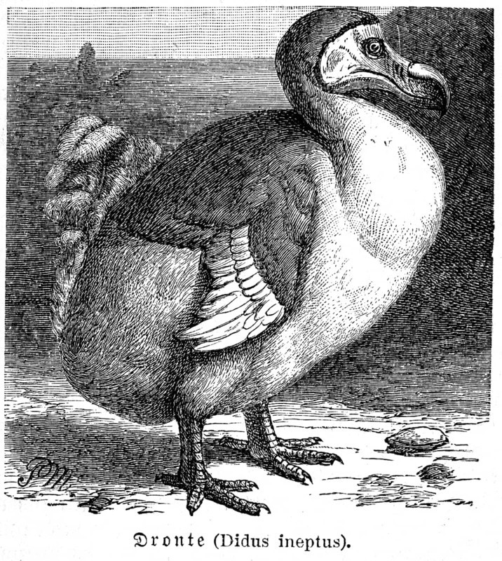 Dodo (Didus ineptus)