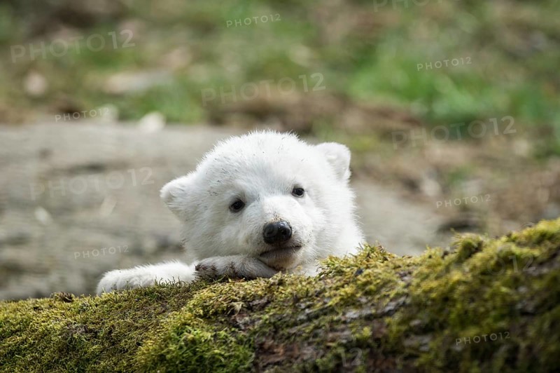 Polar Bear (Ursus maritimus)