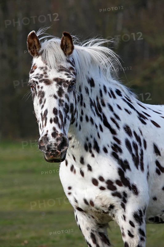 Appaloosa horse