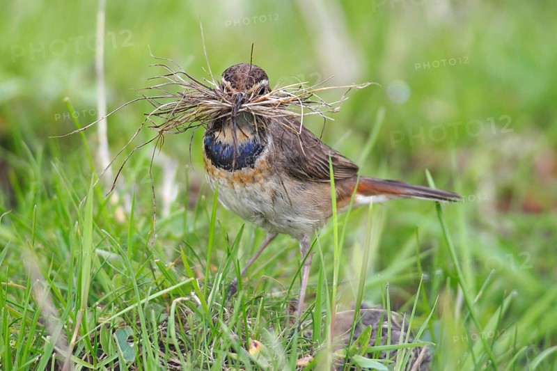 Bluethroat (Luscinia svecica cyanecula)