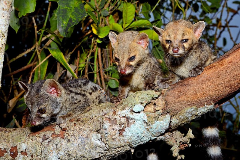 Common genets (Genetta genetta)