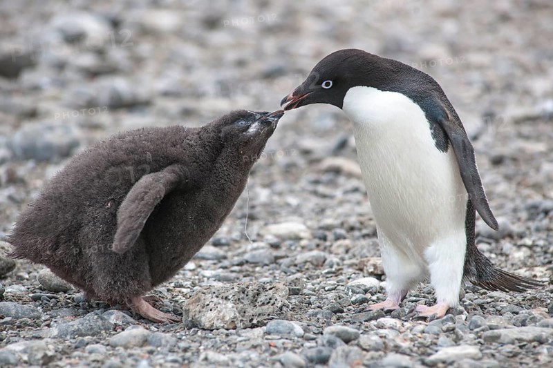 Adelie Penguin (Pygoscelis adeliae) feeding a chick