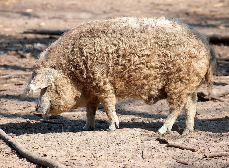 Hairy Mangalitsa pig