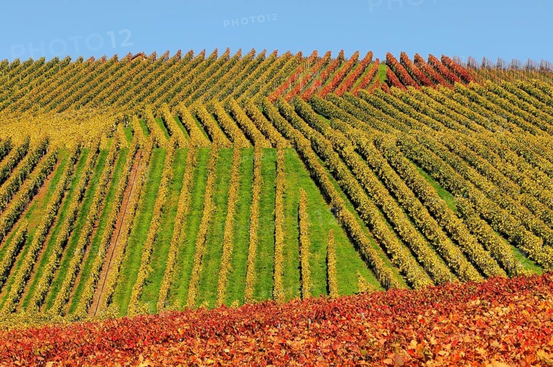 Vineyard in autumn