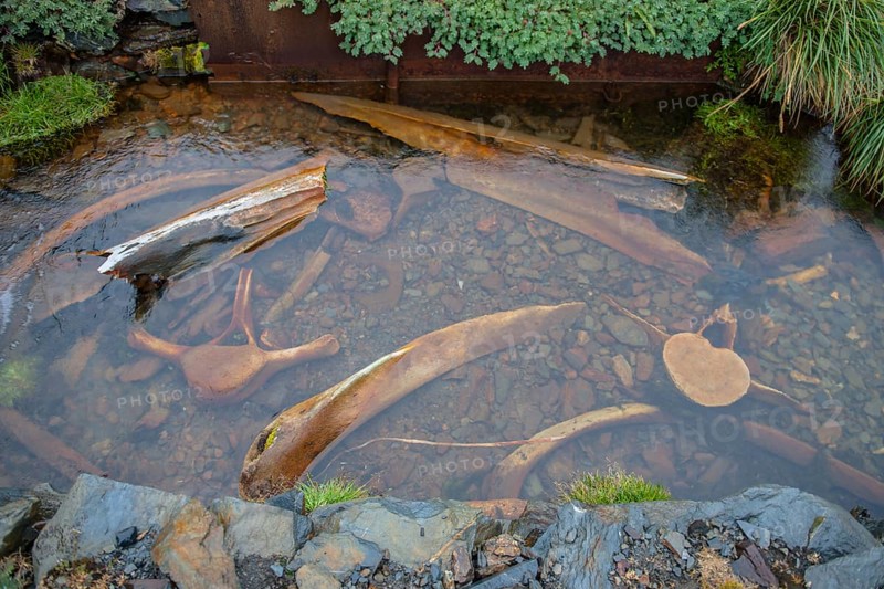 Whale bones in the abandoned Grytviken whaling station
