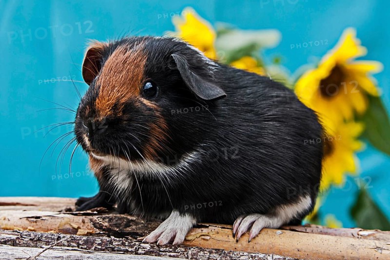 Smooth Guinea Pig