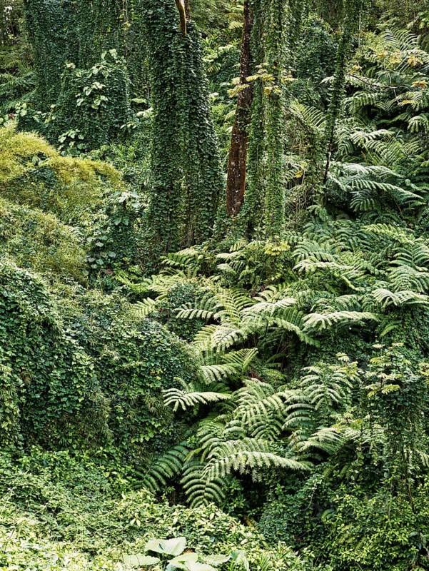 Vegetation