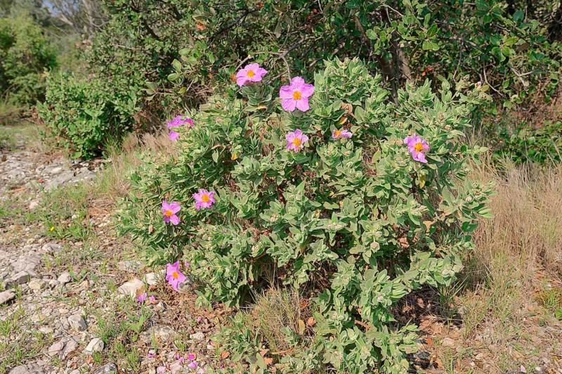 White-leaved Rock Rose (Cistus albidus)