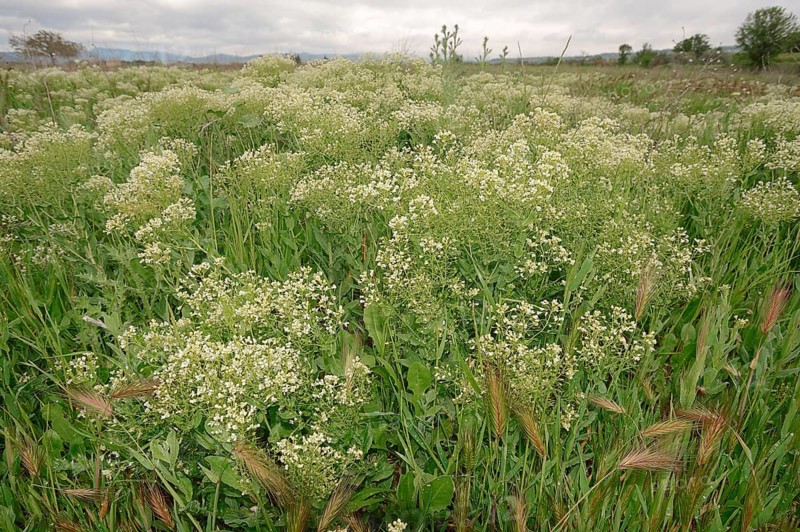 Whitetop (Lepidium draba