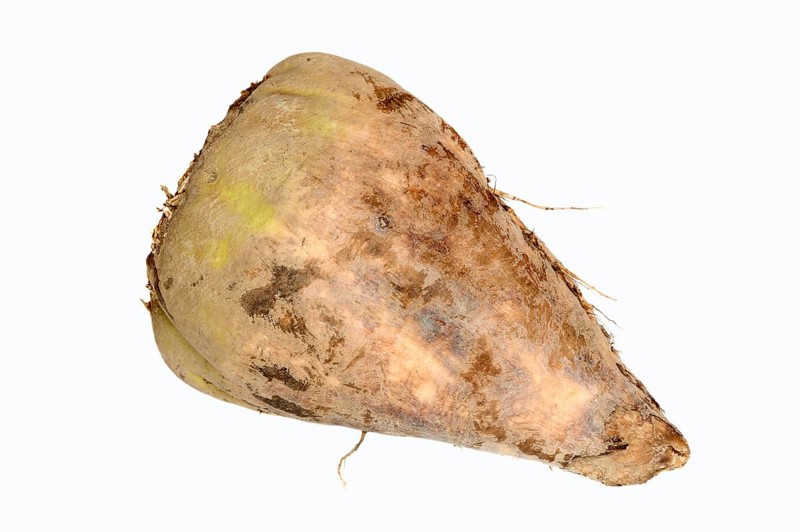 Sugar Beet (Beta vulgaris ssp. vulgaris var. altissima)