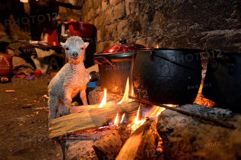 Lamb warming up by the open fire of a traditional stove