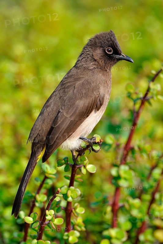 Cape Bulbul (Pycnonotus capensis)