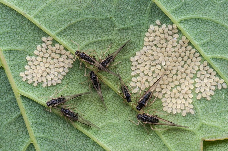 Aphids (Aphidina)