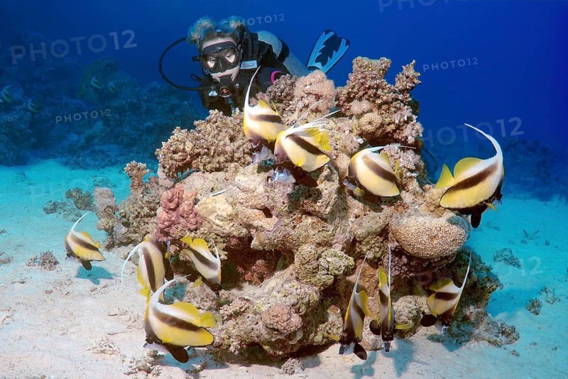Scuba diver looking at Pennant Coralfish (Heniochus acuminatus)