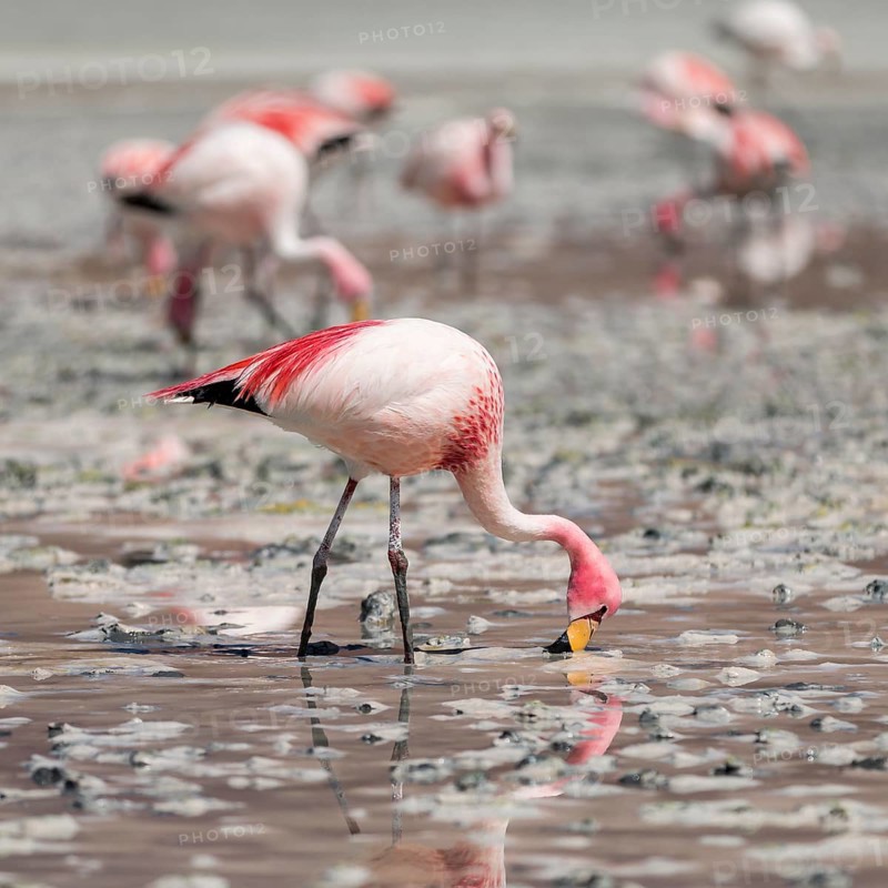 Andean flamingos (Phoenicoparrus andinus)