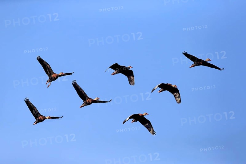 Black-bellied Whistling Ducks (Dendrocygna autumnalis)