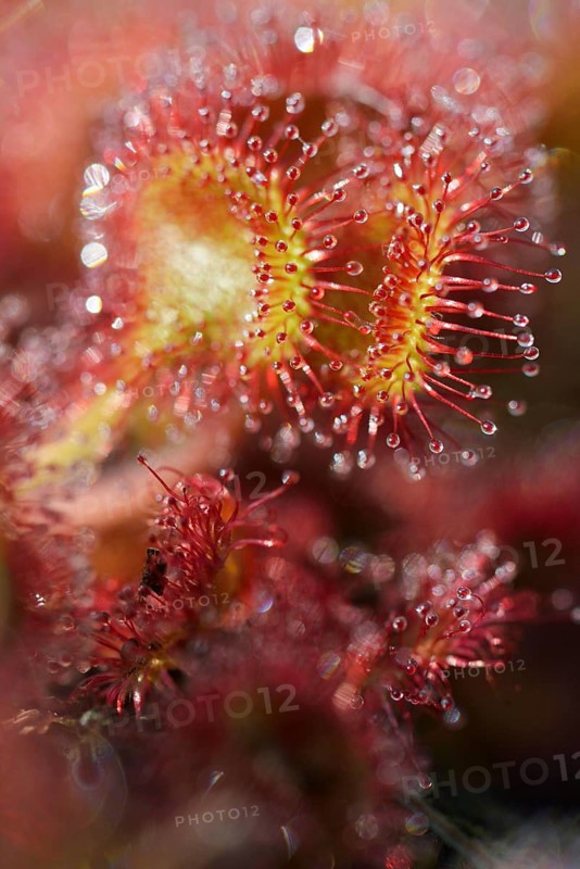 Sundew (Drosera rotundifolia)