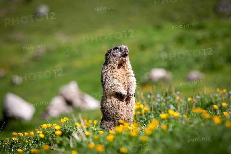 Alpine Marmot (Marmota marmota)