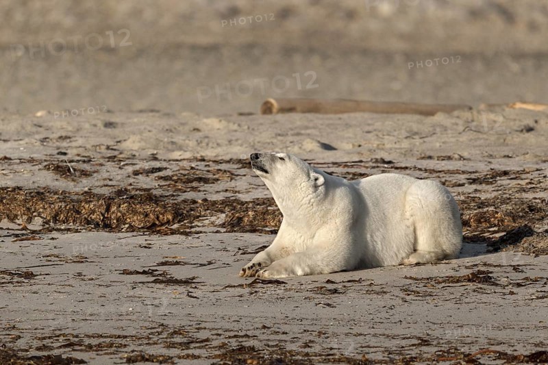 Polar Bear (Ursus maritimus)