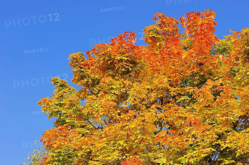 Norway Maple (Acer platanoides) in autumn