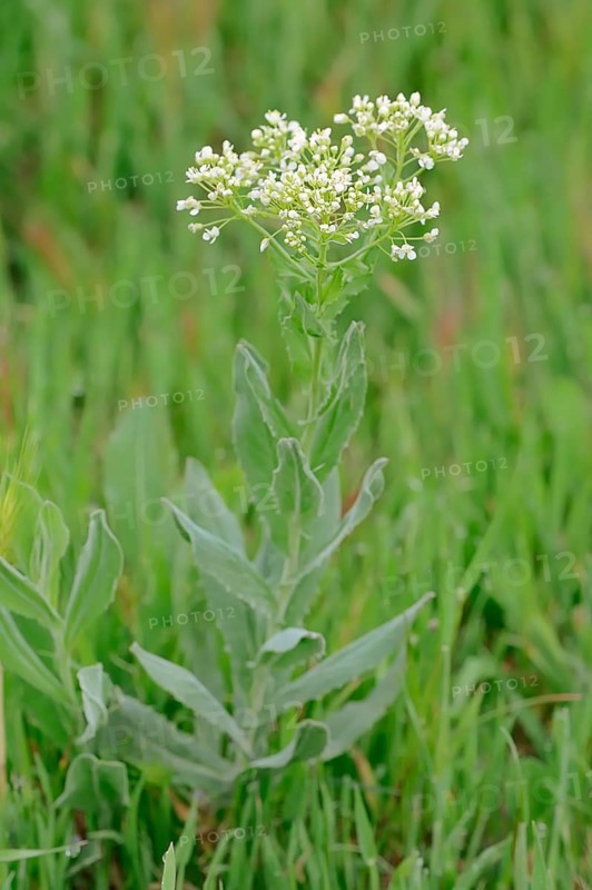Whitetop (Lepidium draba